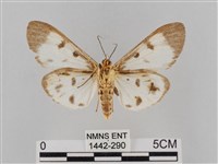 長斑擬燈蛾藏品圖，第2張