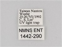 長斑擬燈蛾藏品圖，第3張