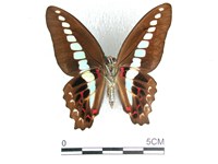 青帶鳳蝶藏品圖，第2張