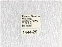青帶鳳蝶藏品圖，第3張