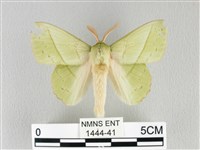 青枯葉蛾藏品圖，第1張