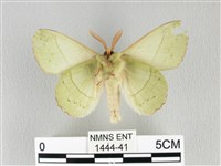 青枯葉蛾藏品圖，第2張