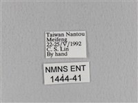 青枯葉蛾藏品圖，第3張