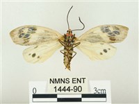 史氏狹翅螢斑蛾藏品圖，第2張