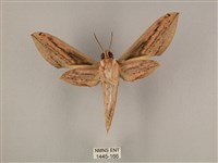 棕綠背線天蛾藏品圖，第2張