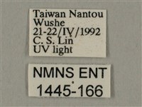 棕綠背線天蛾藏品圖，第3張