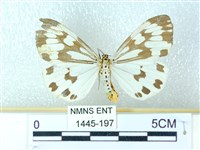 粉蝶燈蛾藏品圖，第1張