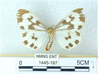 粉蝶燈蛾藏品圖，第2張