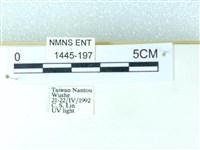 粉蝶燈蛾藏品圖，第3張