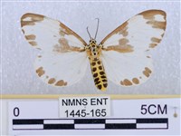 後凸蝶燈蛾藏品圖，第1張