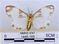 後凸蝶燈蛾藏品圖，第2張