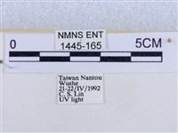 後凸蝶燈蛾藏品圖，第3張