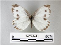 緣點白粉蝶藏品圖，第1張