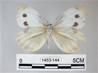 緣點白粉蝶藏品圖，第2張