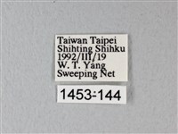 緣點白粉蝶藏品圖，第3張