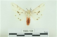 菊池污燈蛾藏品圖，第1張