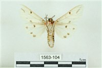 菊池污燈蛾藏品圖，第2張