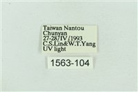 菊池污燈蛾藏品圖，第3張