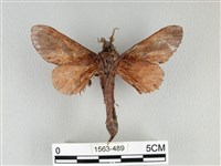 大褐斑枯葉蛾藏品圖，第2張