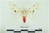 菊池污燈蛾藏品圖，第1張