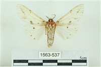 菊池污燈蛾藏品圖，第2張