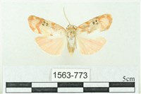 臺雪苔蛾藏品圖，第1張