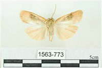 臺雪苔蛾藏品圖，第2張