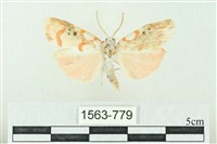 臺雪苔蛾藏品圖，第1張