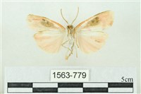 臺雪苔蛾藏品圖，第2張