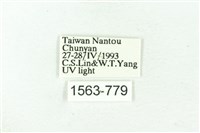 臺雪苔蛾藏品圖，第3張