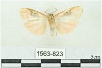 臺雪苔蛾藏品圖，第2張