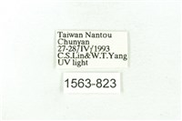 臺雪苔蛾藏品圖，第3張