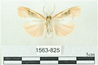 臺雪苔蛾藏品圖，第2張