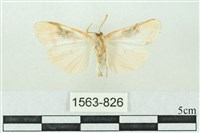 臺雪苔蛾藏品圖，第2張