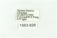 臺雪苔蛾藏品圖，第3張