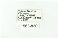 臺雪苔蛾藏品圖，第3張