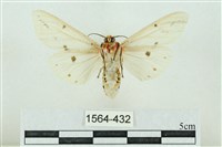 菊池污燈蛾藏品圖，第2張