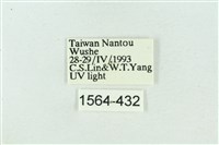 菊池污燈蛾藏品圖，第3張