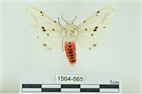 菊池污燈蛾藏品圖，第1張