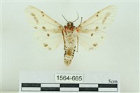 菊池污燈蛾藏品圖，第2張