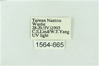 菊池污燈蛾藏品圖，第3張