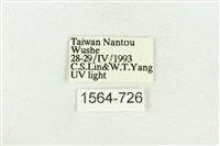 臺灣斑蕊夜蛾藏品圖，第3張