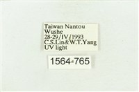 臺灣斑蕊夜蛾藏品圖，第3張