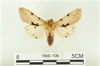 棍棒污燈蛾藏品圖，第1張