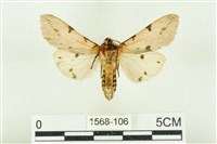 棍棒污燈蛾藏品圖，第2張