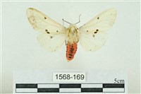 菊池污燈蛾藏品圖，第1張