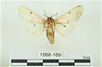 菊池污燈蛾藏品圖，第2張