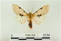 棍棒污燈蛾藏品圖，第1張