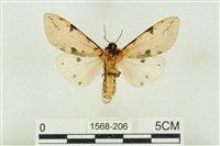 棍棒污燈蛾藏品圖，第2張