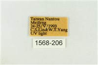 棍棒污燈蛾藏品圖，第3張